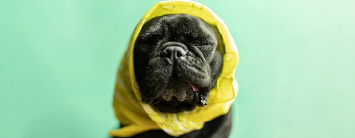 dog wrapped up like yoda representing dank memes